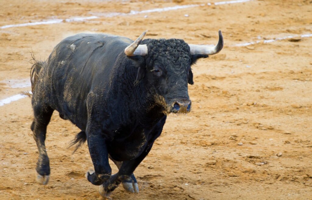 Bulls in Barcelona: Unveiling Spain's Bull Runs - Bulls, Barcelona, #Featured | SeektoExplore.com