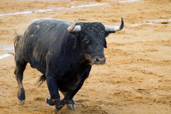 Bulls in Barcelona: Unveiling Spain's Bull Runs - Bulls, Barcelona, #Featured | SeektoExplore.com