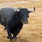 Bulls in Barcelona, Bulls in Barcelona: Unveiling Spain&#8217;s Bull Runs
