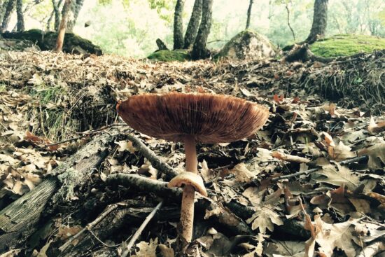 mushrooms-in-spain